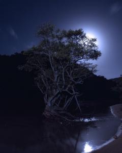 11ikeda31